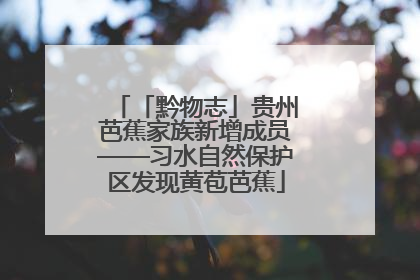 「黔物志」贵州芭蕉家族新增成员——习水自然保护区发现黄苞芭蕉