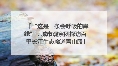 “这是一条会呼吸的岸线”，城市观察团探访百里长江生态廊道青山段