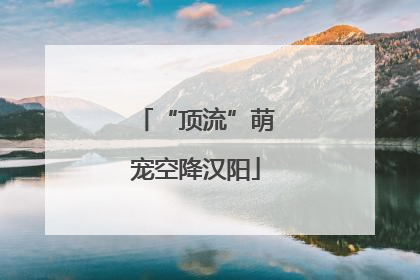 “顶流”萌宠空降汉阳