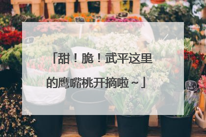 甜！脆！武平这里的鹰嘴桃开摘啦～