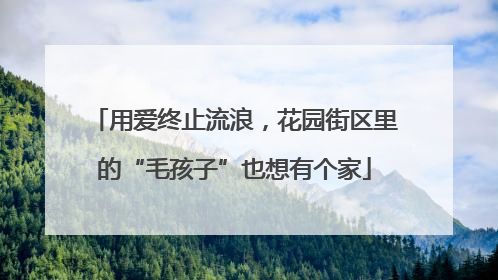 用爱终止流浪，花园街区里的“毛孩子”也想有个家