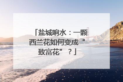 盐城响水：一颗西兰花如何变成“致富花”？