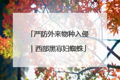 严防外来物种入侵｜西部黑寡妇蜘蛛