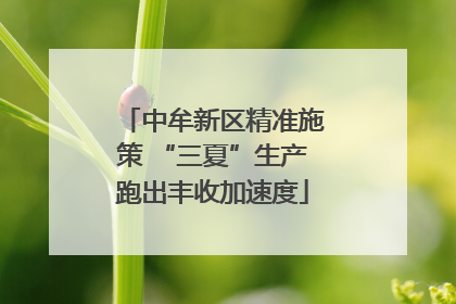 中牟新区精准施策 “三夏”生产跑出丰收加速度