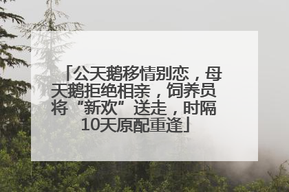 公天鹅移情别恋，母天鹅拒绝相亲，饲养员将“新欢”送走，时隔10天原配重逢