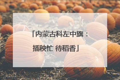 内蒙古科左中旗：插秧忙 待稻香