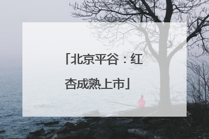 北京平谷：红杏成熟上市