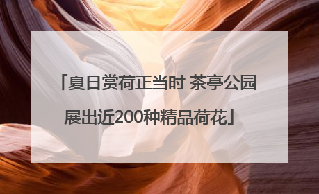 夏日赏荷正当时 茶亭公园展出近200种精品荷花