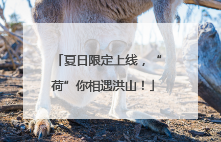 夏日限定上线，“荷”你相遇洪山！