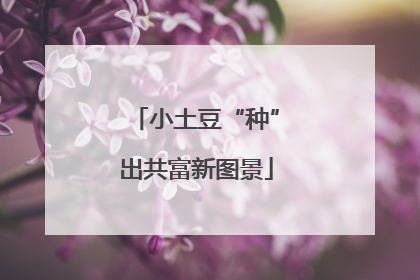 小土豆“种”出共富新图景