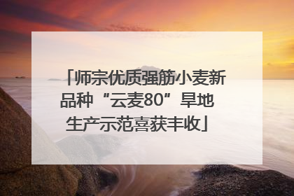 师宗优质强筋小麦新品种“云麦80”旱地生产示范喜获丰收