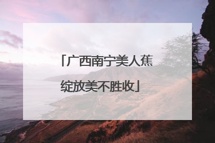 广西南宁美人蕉绽放美不胜收