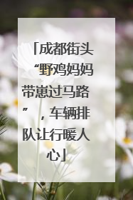 成都街头“野鸡妈妈带崽过马路”，车辆排队让行暖人心