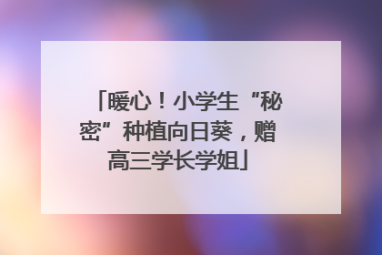 暖心！小学生“秘密”种植向日葵，赠高三学长学姐