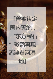 曾被认定国内灭绝，“东方宝石”彩鹮再现孟津黄河湿地