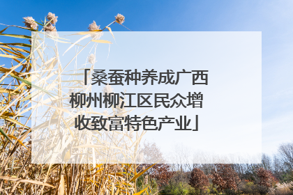 桑蚕种养成广西柳州柳江区民众增收致富特色产业