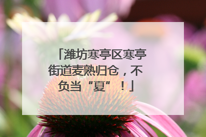 潍坊寒亭区寒亭街道麦熟归仓，不负当“夏”！