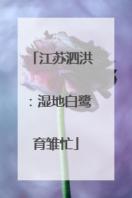 江苏泗洪：湿地白鹭育雏忙