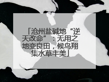 沧州盐碱地“逆天改命”：无用之地变良田，候鸟翔集水草丰美