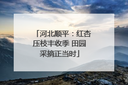 河北顺平：红杏压枝丰收季 田园采摘正当时