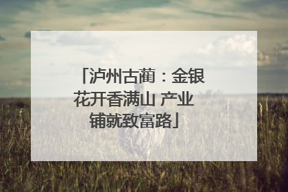泸州古蔺：金银花开香满山 产业铺就致富路