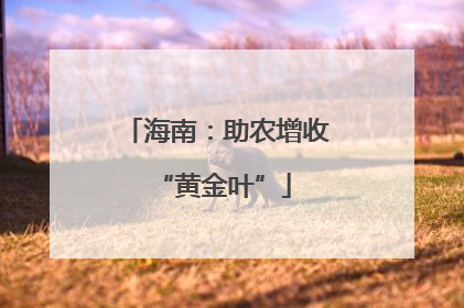 海南：助农增收 “黄金叶”