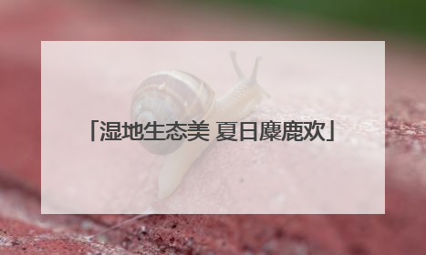 湿地生态美 夏日麋鹿欢