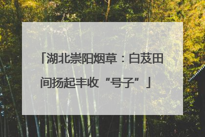 湖北崇阳烟草：白芨田间扬起丰收“号子”