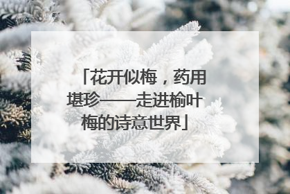 花开似梅，药用堪珍——走进榆叶梅的诗意世界