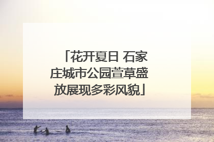 花开夏日 石家庄城市公园萱草盛放展现多彩风貌