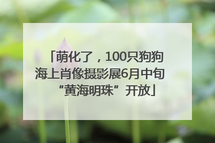 萌化了，100只狗狗海上肖像摄影展6月中旬“黄海明珠”开放