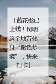 蓝花楹已上线！昆明这个地方化身“紫色梦境”，快来打卡