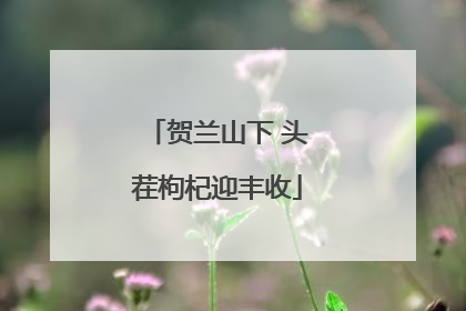 贺兰山下 头茬枸杞迎丰收
