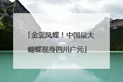 金裳凤蝶！中国最大蝴蝶现身四川广元