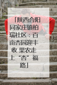 陕西合阳同家庄镇柏瑞社区：百亩杏园迎丰收 果农走上“杏”福路