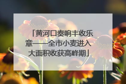 黄河口奏响丰收乐章——全市小麦进入大面积收获高峰期