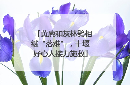 黄麂和灰林鸮相继“落难”，十堰好心人接力施救