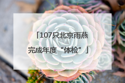 107只北京雨燕完成年度“体检”