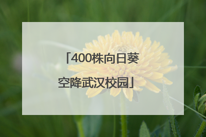 400株向日葵空降武汉校园